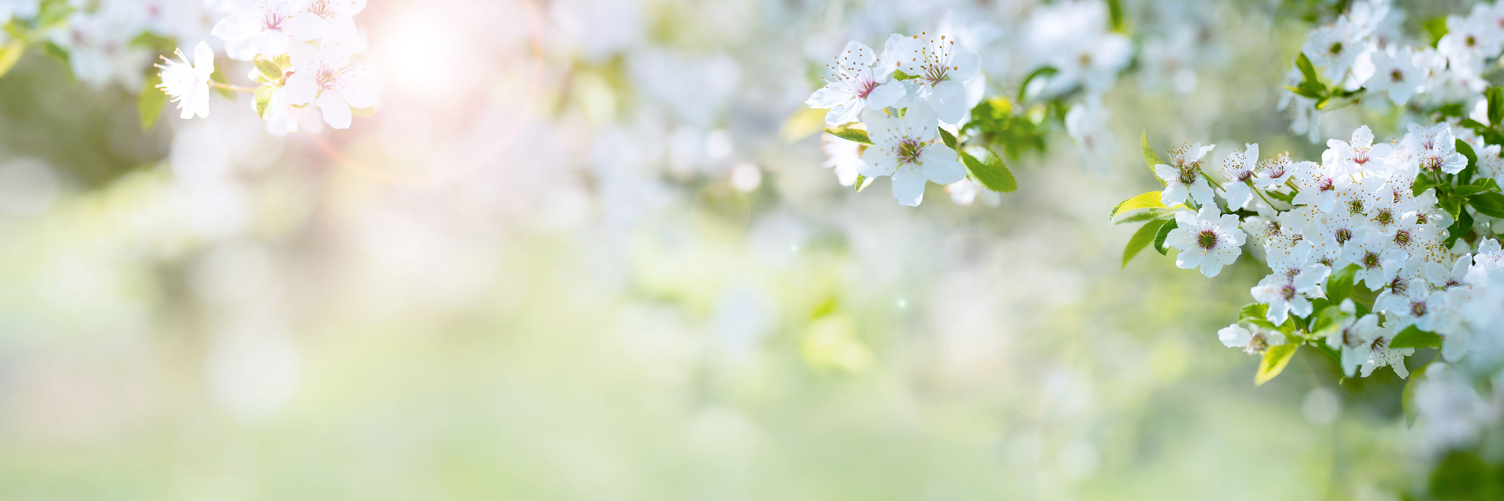 Praxis für Natur Medizin Naturmedizin Naturheilkunde Naturheilpraxis Homöopathie Cranio ArT Seele Sacral Meditation Bewusstsein Schotten Volgesberg Rödel Roedl