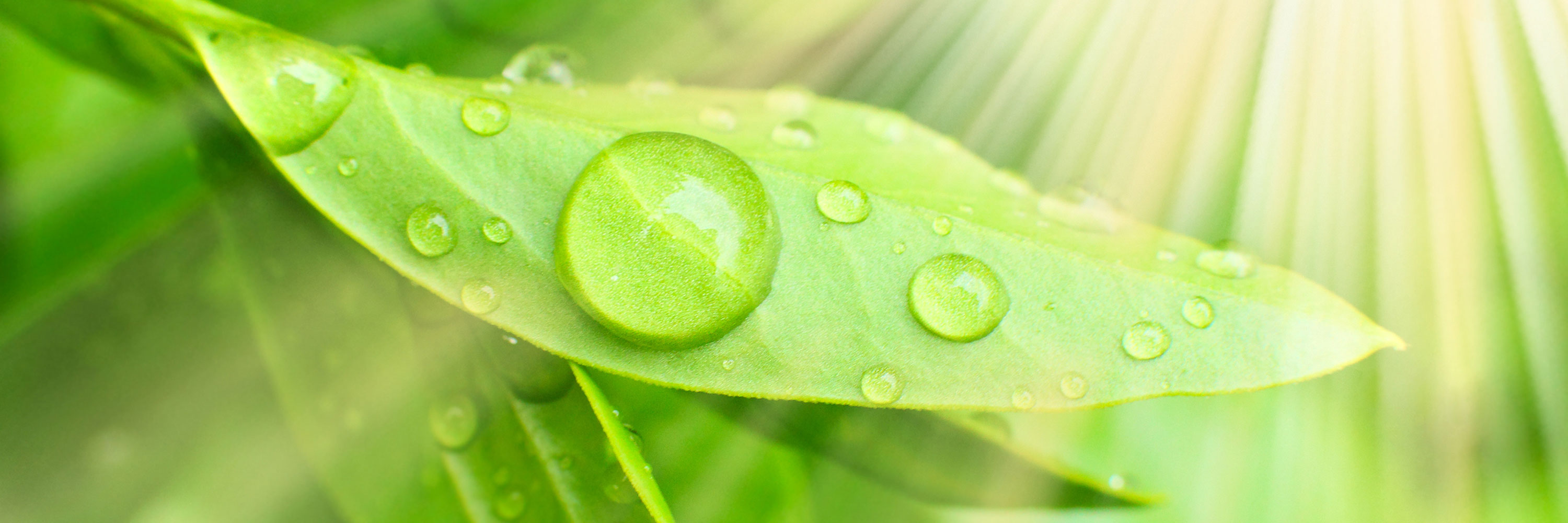 Praxis für Naturmedizin Cranio Sacral Natur Medizin Naturheilkunde Naturheilpraxis Homöopathie Meditation Seele Bewusstsein Schotten Volgesberg Rödel Roedl