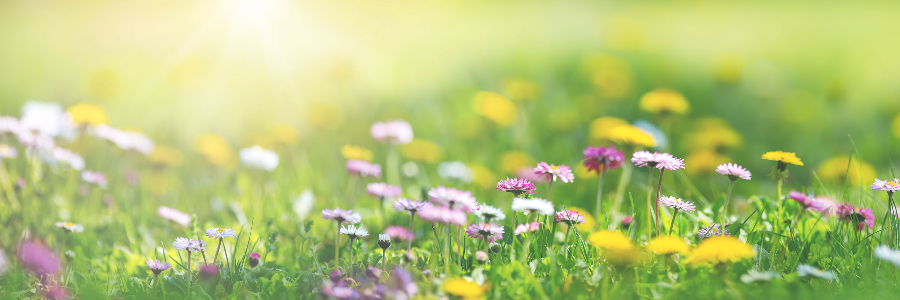 Praxis für Naturmedizin Natur Medizin Naturheilkunde Naturheilpraxis Homöopathie Meditation Bewusstsein Schotten Volgesberg Rödel Roedl